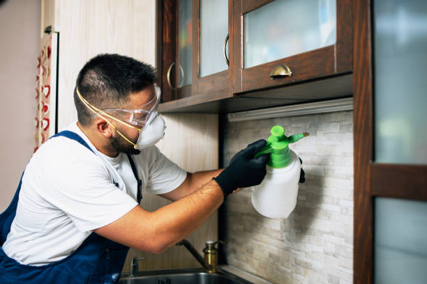 Wasp Removal Services in Miami Shores, FL
