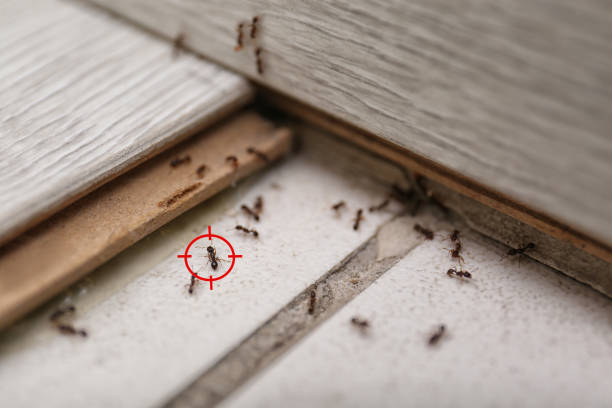 Wildlife Control Services in Miami Shores, FL