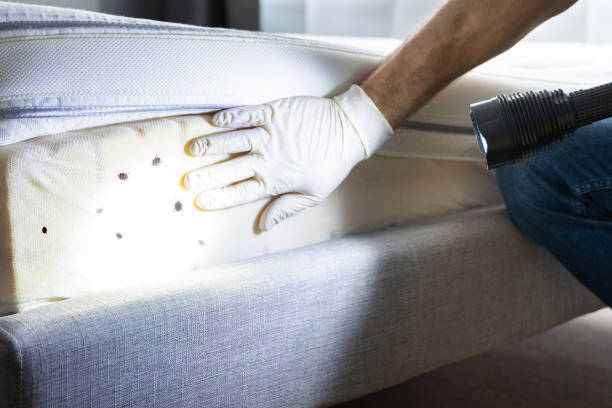 Best Pest Removal Services  in Miami Shores, FL