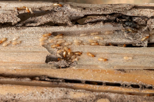 Best Pest Inspection Near Me  in Miami Shores, FL