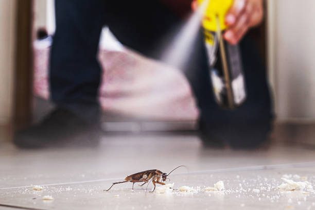 Best Affordable Pest Control Services  in Miami Shores, FL